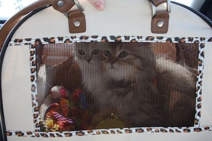 Scooter and Honey in carrier.jpg